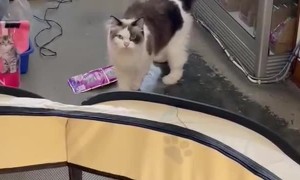 Shop Cat Knows Where to Find the Treats