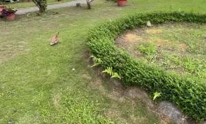 Ducks Enjoy an Afternoon at the Playground