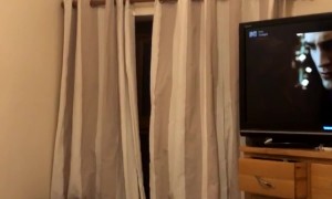 Cat Fails Leaping At Air