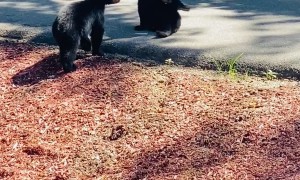 Bear Cub Siblings Play Together