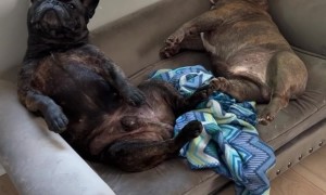 Dogs With An Activation Phrase