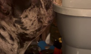 Doggie Elevator Going Down