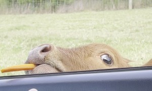 Little Calf Gets a Carrot Treat