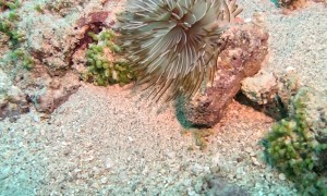 Sea Creatures Display Their Disappearing Act