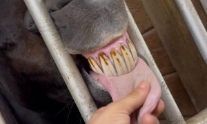 Silly Horse Lets Tongue Hang Out
