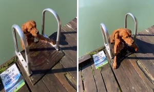Most dogs don’t climb ladders at the lake