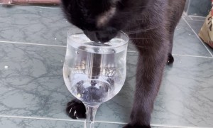 Black Cat Excitedly Dances For Water