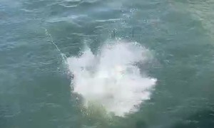 Man Fumbles Dive and Slips Into the Drink