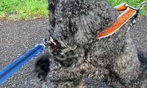 Happy Dogs Hug Each Other