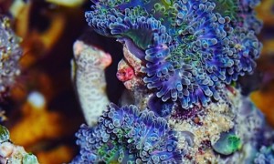 Colorfully Camouflaged Crabs