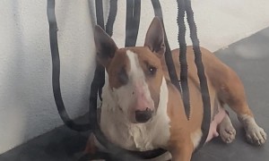 Bull Terrier Takes a Nap in Tangled Hose
