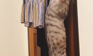 Cat Knows How To Open The Door
