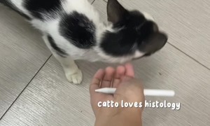 Kitty Participates In Class