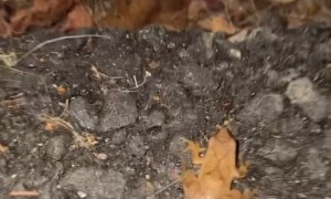 Poked Frog Splats Into Wall