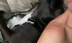 Snoring Staffy Has Comfortable Snooze