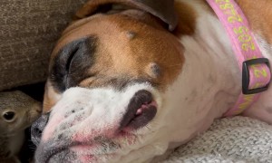 Summer The Squirrel Mom