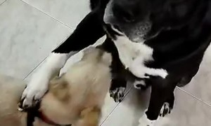 The Perfect Representation Of Having Siblings