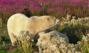 Polar Bears Stroll Through Fields of Wildflowers