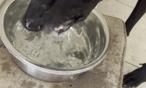 Great Dane Makes a Mess at Water Bowl