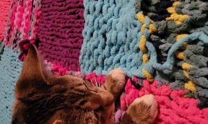 Kitten Helps With The Knittin'