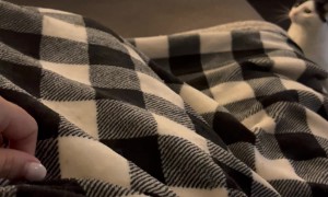 Parrot And Cat Play As Unlikely Friends