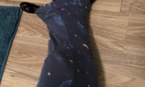 Demitri Wants Snuggles Always, Everywhere, No Matter What