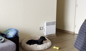 Dachshund Causes Drama When Left Alone