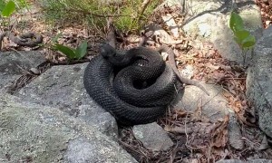 Rattlesnakes Care For Their Young