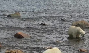 Polar Bear Protecting Her Cub