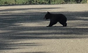 Observers Honk At Truck Approaching Crossing Bear Cub