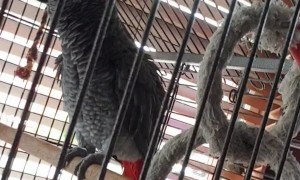 DJ Bubbles The Beatboxing African Grey