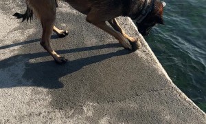 Dog's Ball Won't Stay Still