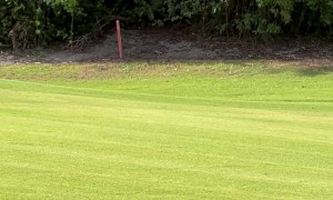 Bobcat Family On Golf Course
