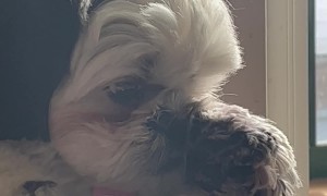 Dog Covers Nose After Owner Farts