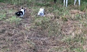 Border Collie Puppies Display Early Herding Instincts