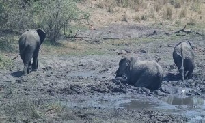 Elephant Helping An Elephant Get Unstuck