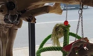 That's A Weird Looking Bird