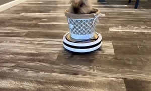 Officer Chippy On Cleaning Duty