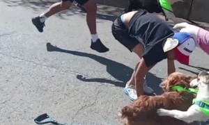 Dogs Participate In Chaotic Downhill Race