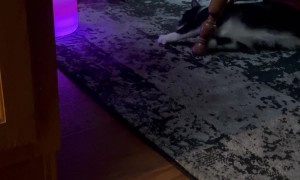 Diffuser Filled With Catnip