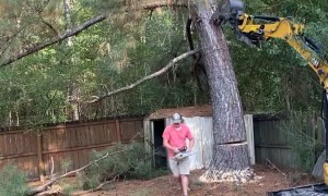 Felled Tree Falls On Fence And Shed