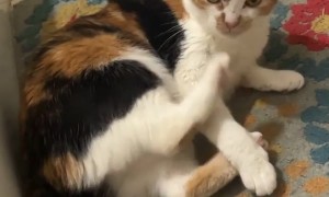 Cat's Back Foot Is Her Worst Enemy