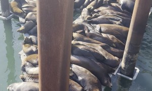 Sea Lions Squeeze Onto Dock for Naptime
