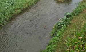 Otter Family Surrounds Monitor Lizards