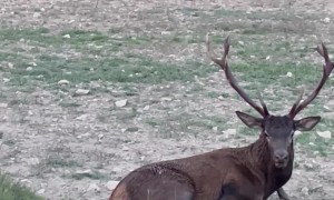 Rescuing A Deer From A Well