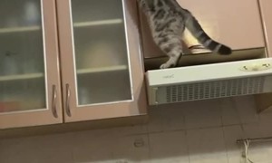 Cat Causes Chaos In Kitchen