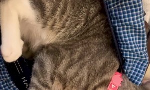 When Your Kitten Doesn't Understand Boundaries