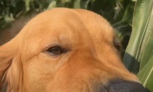 Golden Retriever Loves Corn