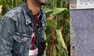 Rare Yellow Hanging Bats
