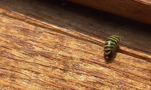 An Alternative to Killing Wasps